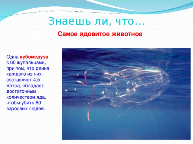 Знаешь ли, что…   Самое ядовитое животное Одна кубомедуза  с 60 щупальцами, при том, что длина каждого из них составляет 4,5 метра, обладает достаточным количеством яда, чтобы убить 60 взрослых людей. 