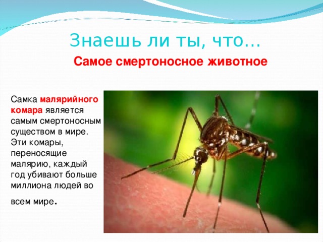 Знаешь ли ты, что… Самое смертоносное животное Самка малярийного комара является самым смертоносным существом в мире. Эти комары, переносящие малярию, каждый год убивают больше миллиона людей во всем мире . 