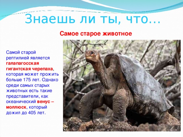Знаешь ли ты, что… Самое старое животное Самой старой рептилией является галапагосская гигантская черепаха , которая может прожить больше 175 лет. Однако среди самых старых животных есть такие представители, как океанический венус – моллюск , который дожил до 405 лет. 