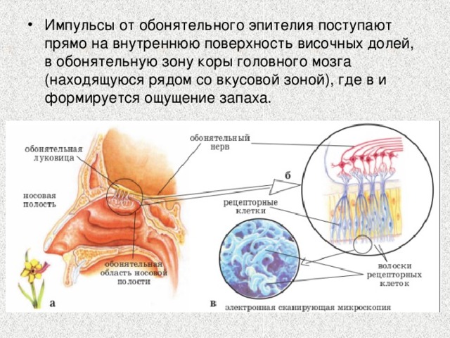 Импульсы от обонятельного эпителия поступают прямо на внутреннюю поверхность височных долей, в обонятельную зону коры головного мозга (находящуюся рядом со вкусовой зоной), где в и формируется ощущение запаха.