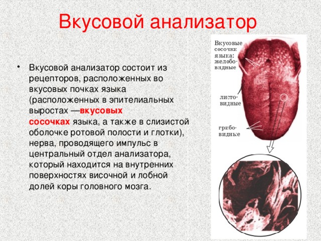 Презентация по биологии 8 класс органы равновесия кожно мышечной чувствительности обоняния и вкуса