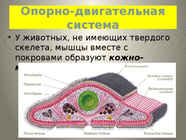 Рассмотрите рисунок подумайте и запишите какие ткани составляют основу изображенных органов растений