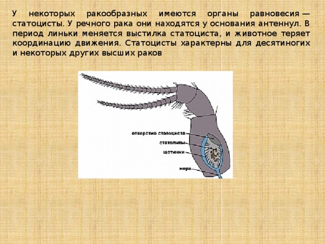 Антеннулы у ракообразных. Антеннулы у ракообразных