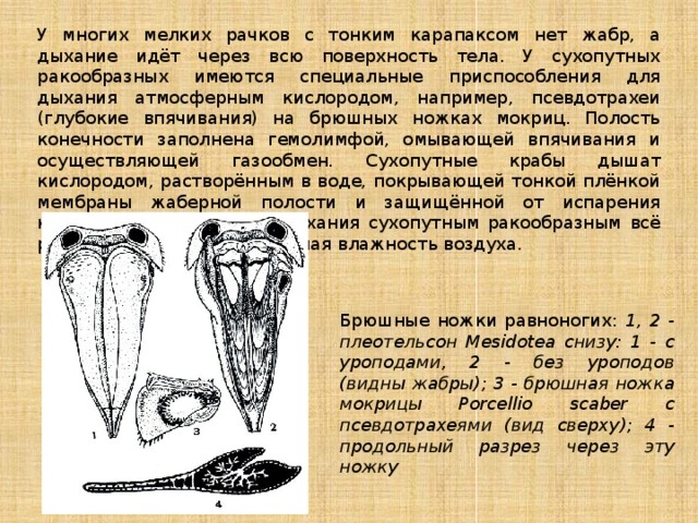 Растворенный в воде кислород проникает через тонкие стенки жабр в