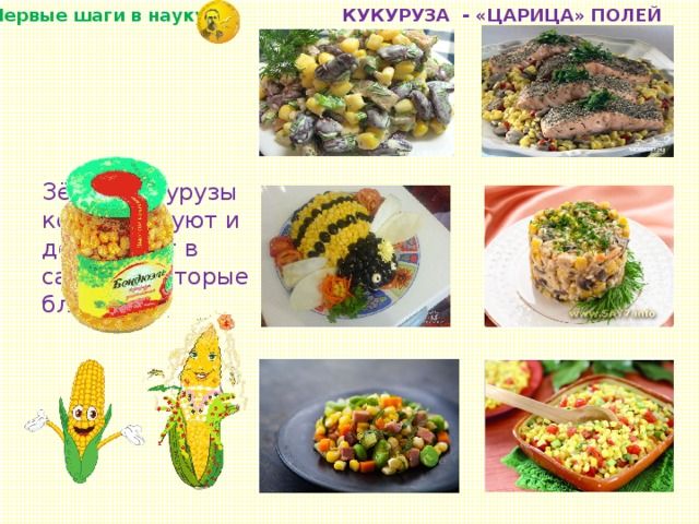 КУКУРУЗА - «ЦАРИЦА» ПОЛЕЙ «Первые шаги в науку» Зёрна кукурузы консервируют и добавляют в салаты и вторые блюда.