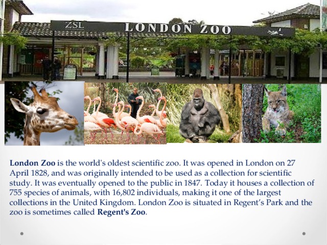 London Zoo  is the world's oldest scientific zoo. It was opened in London on 27 April 1828, and was originally intended to be used as a collection for scientific study. It was eventually opened to the public in 1847. Today it houses a collection of 755 species of animals, with 16,802 individuals, making it one of the largest collections in the United Kingdom. London Zoo is situated in Regent’s Park and the zoo is sometimes called  Regent's Zoo . 