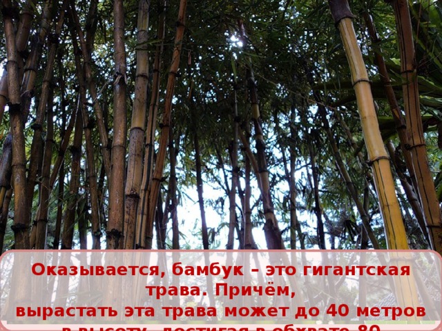 Оказывается, бамбук – это гигантская трава. Причём, вырастать эта трава может до 40 метров в высоту, достигая в обхвате 80 сантиметров. 6