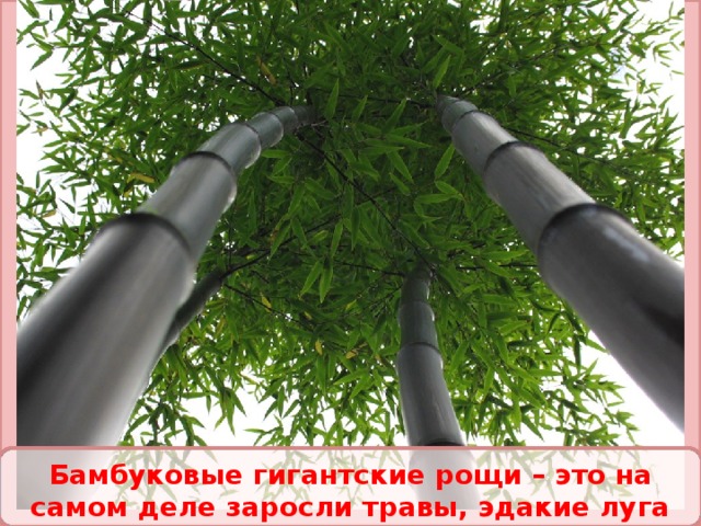 Бамбуковые гигантские рощи – это на самом деле заросли травы, эдакие луга великанов. 7