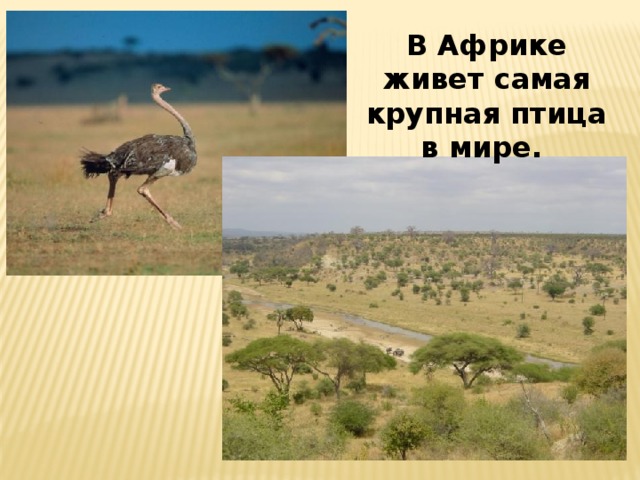Презентация африканская саванна технология 2 класс школа россии