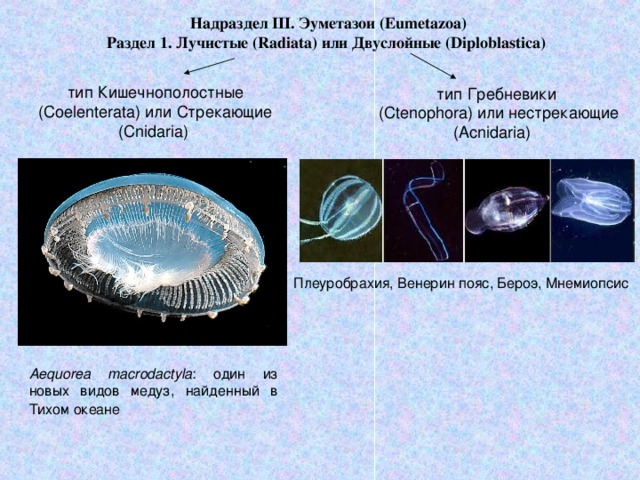 Надраздел III. Эуметазои (Eumetazoa) Раздел 1. Лучистые (Radiata) или Двуслойные (Diploblastica)  тип Кишечнополостные  (Coelenterata) или Стрекающие (Cnidaria) тип Гребневики  (Ctenophora) или нестрекающие (Acnidaria) Плеуробрахия, Венерин пояс, Бероэ, Мнемиопсис Aequorea macrodactyla : один из новых видов медуз, найденный в Тихом океане  