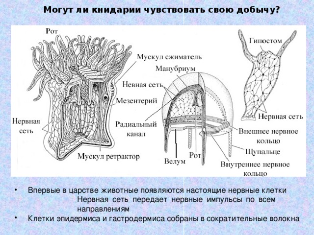 Могут ли книдарии чувствовать свою добычу?  Впервые в царстве животные появляются настоящие нервные клетки Нервная сеть передает нервные импульсы по всем направлениям Нервная сеть передает нервные импульсы по всем направлениям Нервная сеть передает нервные импульсы по всем направлениям Нервная сеть передает нервные импульсы по всем направлениям Нервная сеть передает нервные импульсы по всем направлениям  Клетки эпидермиса и гастродермиса собраны в сократительные волокна 