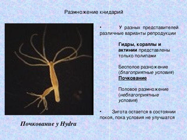 Размножение книдарий  У разных представителей различные варианты репродукции  Гидры, кораллы и актинии представлены только полипами Бесполое разножение ( благоприятные условия ) Почкование  Половое размножение ( неблагоприятные условия ) Гидры, кораллы и актинии представлены только полипами  Бесполое разножение ( благоприятные условия ) Почкование  Половое размножение ( неблагоприятные условия ) Гидры, кораллы и актинии представлены только полипами  Бесполое разножение ( благоприятные условия ) Почкование  Половое размножение ( неблагоприятные условия )  Зигота остается в состоянии покоя, пока условия не улучшатся Почкование у Hydra 