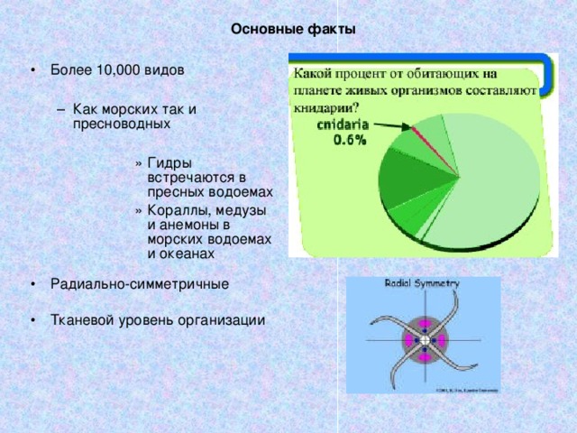 Основные факты Более 10,000 видов  Как морских так и пресноводных  Как морских так и пресноводных  Гидры встречаются в пресных водоемах Кораллы, медузы и анемоны в морских водоемах и океанах Гидры встречаются в пресных водоемах Кораллы, медузы и анемоны в морских водоемах и океанах Гидры встречаются в пресных водоемах Кораллы, медузы и анемоны в морских водоемах и океанах Гидры встречаются в пресных водоемах Кораллы, медузы и анемоны в морских водоемах и океанах Гидры встречаются в пресных водоемах Кораллы, медузы и анемоны в морских водоемах и океанах Радиально-симметричные Тканевой уровень организации 