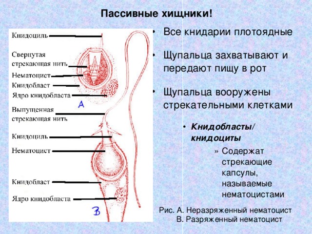 Пассивные хищники! Все книдарии плотоядные  Щупальца захватывают и передают пищу в рот Щупальца вооружены стрекательными клетками  Книдобласты/ книдоциты Книдобласты/ книдоциты Книдобласты/ книдоциты Содержат стрекающие капсулы, называемые нематоцистами Содержат стрекающие капсулы, называемые нематоцистами Содержат стрекающие капсулы, называемые нематоцистами Содержат стрекающие капсулы, называемые нематоцистами Содержат стрекающие капсулы, называемые нематоцистами Рис. А. Неразряженный нематоцист  В. Разряженный нематоцист 