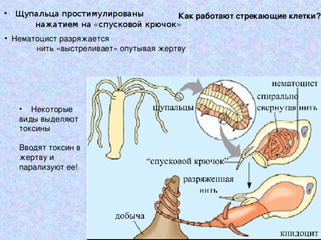 Щупальца простимулированы нажатием на «спусковой крючок» нажатием на «спусковой крючок» нажатием на «спусковой крючок» Как работают стрекающие клетки?  Нематоцист разряжается  нить «выстреливает» опутывая жертву  нить «выстреливает» опутывая жертву  Некоторые виды выделяют токсины  Некоторые виды выделяют токсины Вводят токсин в жертву и парализуют ее!  Вводят токсин в жертву и парализуют ее! 