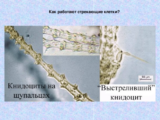 Как работают стрекающие клетки? 