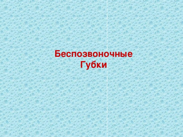 Беспозвоночные Губки 