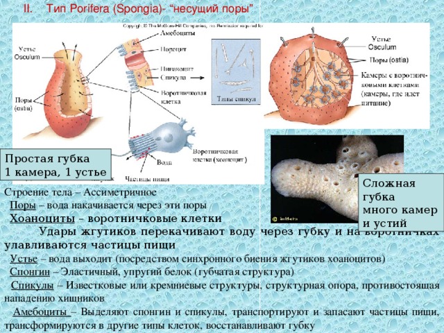 II.  Тип Porifera (Spongia)- “несущий поры” Простая губка 1 камера, 1 устье Сложная губка много камер и устий Строение тела – Ассиметричное  Поры – вода накачивается через эти поры  Хоаноциты – воротничковые клетки  Удары жгутиков перекачивают воду через губку и на воротничках улавливаются частицы пищи  Устье – вода выходит (посредством синхронного биения жгутиков хоаноцитов)  Спонгин – Эластичный, упругий белок (губчатая структура)  Спикулы – Известковые или кремниевые структуры, структурная опора, противостоящая нападению хищников  Амебоциты – Выделяют спонгин и спикулы, транспортируют и запасают частицы пищи, трансформируются в другие типы клеток, восстанавливают губку 