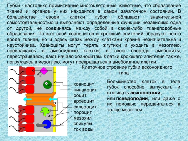 Губки - настолько примитивные многоклеточные животные, что образование тканей и органов у них находится в самом зачаточном состоянии. В большинстве своем клетки губок обладают значительной самостоятельностью и выполняют определенные функции независимо одна от другой, не соединяясь между собой в какие-либо тканеподобные образования. Только слой хоаноцитов и кроющий эпителий образуют нечто вроде тканей, но и здесь связь между клетками крайне незначительна и неустойчива. Хоаноциты могут терять жгутики и уходить в мезоглею, превращаясь в амебоидные клетки; в свою очередь амебоциты, перестраиваясь, дают начало хоаноцитам. Клетки кроющего эпителия также, погружаясь в мезоглею, могут превращаться в амебоидные клетки. Клеточное строение губки асконоидного типа      хоаноцит     пинакоцит      ооцит      археоцит      склероцит      пороцит      мезохил     спикулы      ток воды Большинство клеток в теле губок способно выпускать и втягивать  ложноножки , или  псевдоподии , или даже с их помощью передвигаться в толще мезоглеи.  