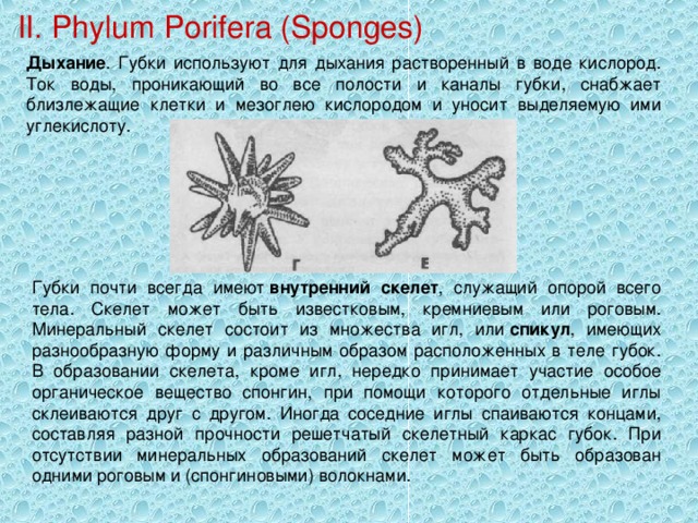 II. Phylum Porifera (Sponges) Дыхание . Губки используют для дыхания растворенный в воде кислород. Ток воды, проникающий во все полости и каналы губки, снабжает близлежащие клетки и мезоглею кислородом и уносит выделяемую ими углекислоту. Губки почти всегда имеют  внутренний скелет , служащий опорой всего тела. Скелет может быть известковым, кремниевым или роговым. Минеральный скелет состоит из множества игл, или  спикул , имеющих разнообразную форму и различным образом расположенных в теле губок. В образовании скелета, кроме игл, нередко принимает участие особое органическое вещество спонгин, при помощи которого отдельные иглы склеиваются друг с другом. Иногда соседние иглы спаиваются концами, составляя разной прочности решетчатый скелетный каркас губок. При отсутствии минеральных образований скелет может быть образован одними роговым и (спонгиновыми) волокнами. 