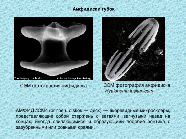 Амфидиски губок СЭМ фотография амфидиска  Hyalonema lusitanicum  СЭМ фотография амфидиска АМФИДИСКИ (or греч. diskos — диск) — якоревидные микросклеры, представляющие собой стержень с ветвями, загнутыми назад на концах, иногда слипающимися и образующими подобие зонтика с зазубренными или ровными краями. 