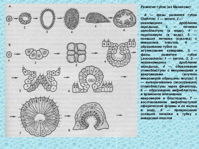 Развитие губок (из Малахова):   А — фазы развития губки Clathrina: 1 — зигота, 2 — равномерное дробление зародыша, 3 — личинка целобластула (в воде), 4 — паренхимула (в воде), 5 — осевшая личинка (куколка) с инверсией пластов, 6 — образование губки со жгутиковыми камерами. 5 — фазы развития губки Leucosolenia: 1 — зигота, 2, 3 — неравномерное дробление зародыша, 4 — образование стомобластулы с микромерами и макромерами (жгутики микромеров обращены внутрь). 5 — выворачивание (экскурвация) стомобластулы через фиалопор, 6 — образование амфибластулы и временное впячивание макромеров в бластоцель, 7 — восстановление амфибластулой сферической формы и ее выход в воду, 8 — превращение осевшей личинки в губку с инверсией пластов 