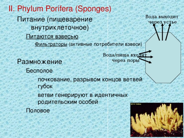 II. Phylum Porifera (Sponges) Питание (пищеварение внутриклеточное) Питание (пищеварение внутриклеточное) Питаются взвесью Питаются взвесью Питаются взвесью Фильтраторы (активные потребители взвеси) Фильтраторы (активные потребители взвеси) Фильтраторы (активные потребители взвеси) Фильтраторы (активные потребители взвеси) Размножение Размножение Бесполое  почкование, разрывом концов ветвей губок  ветви генерируют в идентичных родительским особей Половое Бесполое  почкование, разрывом концов ветвей губок  ветви генерируют в идентичных родительским особей Половое Бесполое  почкование, разрывом концов ветвей губок  ветви генерируют в идентичных родительским особей Половое         Вода выходит через устье Вода/пища входит через поры 