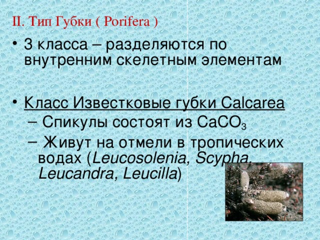 II. Тип Губки ( Porifera ) 3 класса – разделяются по внутренним скелетным элементам  Класс Известковые губки Calcarea  Спикулы состоят из CaCO 3  Живут на отмели в тропических водах ( Leucosolenia, Scypha, Leucandra, Leucilla )  Спикулы состоят из CaCO 3  Живут на отмели в тропических водах ( Leucosolenia, Scypha, Leucandra, Leucilla ) 