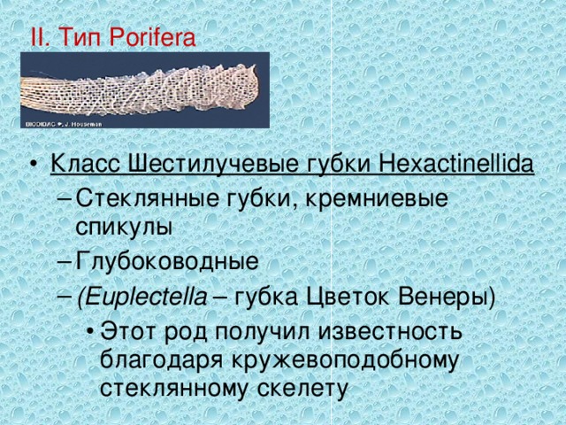 II. Тип Porifera Класс Шестилучевые губки Hexactinellida  Стеклянные губки, кремниевые спикулы Глубоководные (Euplectella – губка Цветок Венеры) Стеклянные губки, кремниевые спикулы Глубоководные (Euplectella – губка Цветок Венеры) Этот род получил известность благодаря кружевоподобному стеклянному скелету Этот род получил известность благодаря кружевоподобному стеклянному скелету Этот род получил известность благодаря кружевоподобному стеклянному скелету 