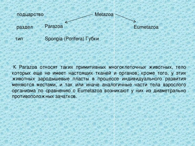 Metazoa подцарство Parazoa Eumetazoa раздел тип Spongia (Porifera) Губки   К Parazoa относят таких примитивных многоклеточных животных, тело которых еще не имеет настоящих тканей и органов; кроме того, у этих животных зародышевые пласты в процессе индивидуального развития меняются местами, и так или иначе аналогичные части тела взрослого организма по сравнению с Eumetazoa возникают у них из диаметрально противоположных зачатков. 