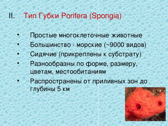 Тип Губки Porifera (Spongia) Простые многоклеточные животные Большинство - морские (~9000 видов) Сидячие (прикреплены к субстрату) Разнообразны по форме, размеру, цветам, местообитаниям Распространены от приливных зон до глубины 5 км Простые многоклеточные животные Большинство - морские (~9000 видов) Сидячие (прикреплены к субстрату) Разнообразны по форме, размеру, цветам, местообитаниям Распространены от приливных зон до глубины 5 км 