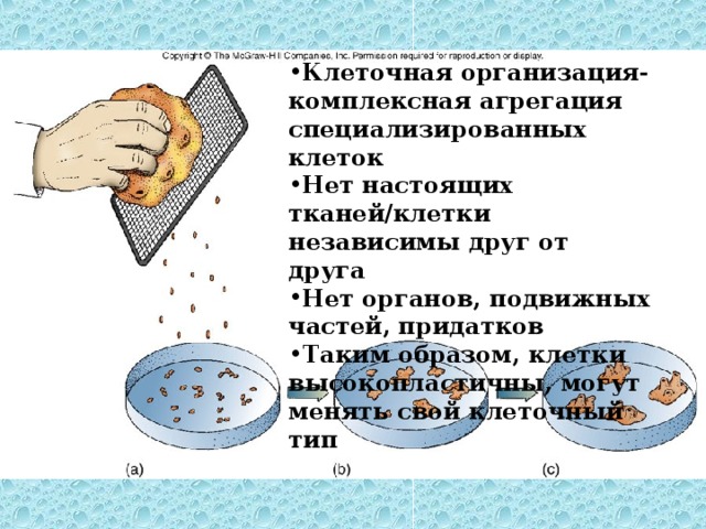 Клеточная организация-комплексная агрегация специализированных клеток Нет настоящих тканей/клетки независимы друг от друга Нет органов, подвижных частей, придатков Таким образом, клетки высокопластичны, могут менять свой клеточный тип 