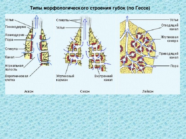 Типы морфологического строения губок (по Гессе) 