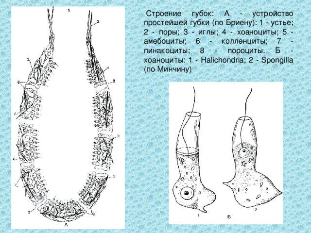   Строение губок: А - устройство простейшей губки (по Бриену): 1 - устье; 2 - поры; 3 - иглы; 4 - хоаноциты; 5 - амебоциты; 6 - колленциты; 7 - пинакоциты; 8 - пороциты. Б - хоаноциты: 1 - Halichondria; 2 - Spongilla (по Минчину) 