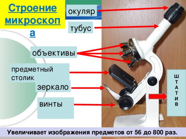 Строение микроскопа окуляр тубус объективы предметный столик Ш Т А Т И В  зеркало винты  Увеличивает изображения предметов от 56 до 800 раз. 