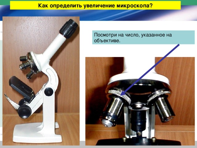 Как определить увеличение микроскопа? Посмотри на число, указанное на объективе. 