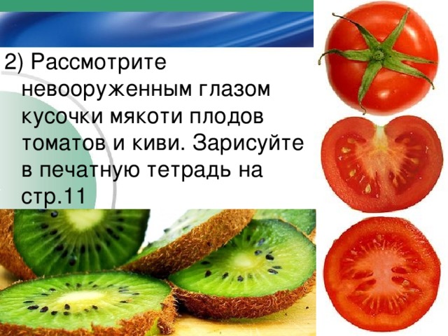 2) Рассмотрите невооруженным глазом кусочки мякоти плодов томатов и киви. Зарисуйте в печатную тетрадь на стр.11 