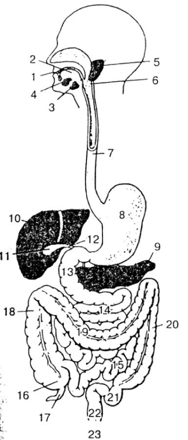 Пищеварительная система человека