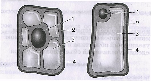 Тип 7 рассмотрите рисунок растительной клетки