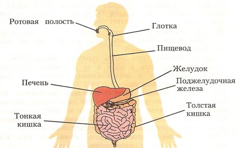 В каком из отделов пищеварительной системы происходит расщепление белков?