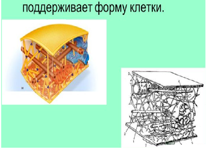 Пользуясь графическими изображениями рисунками определите какие органоиды характерны для данных