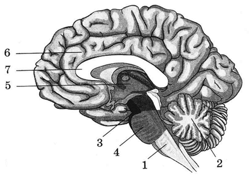 головной мозг