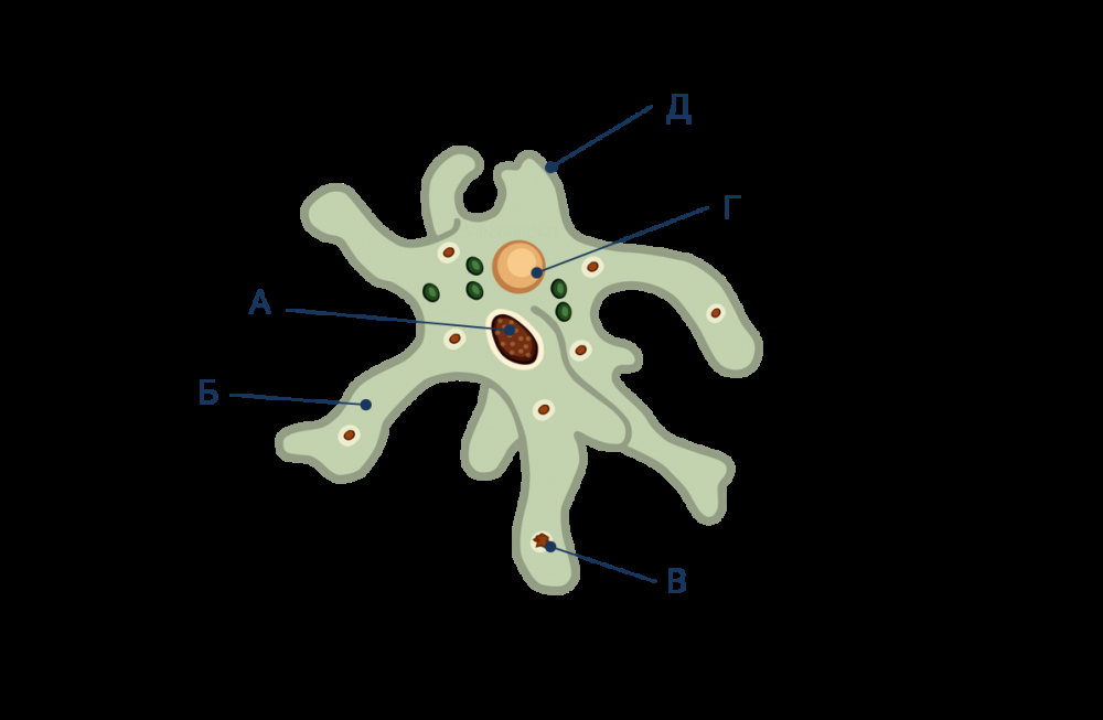 Амеба Обыкновенная Фото И Строение