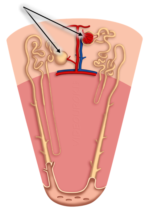 Лимфатическая система. Органы кроветворения и иммунной системы. Мочевые ...