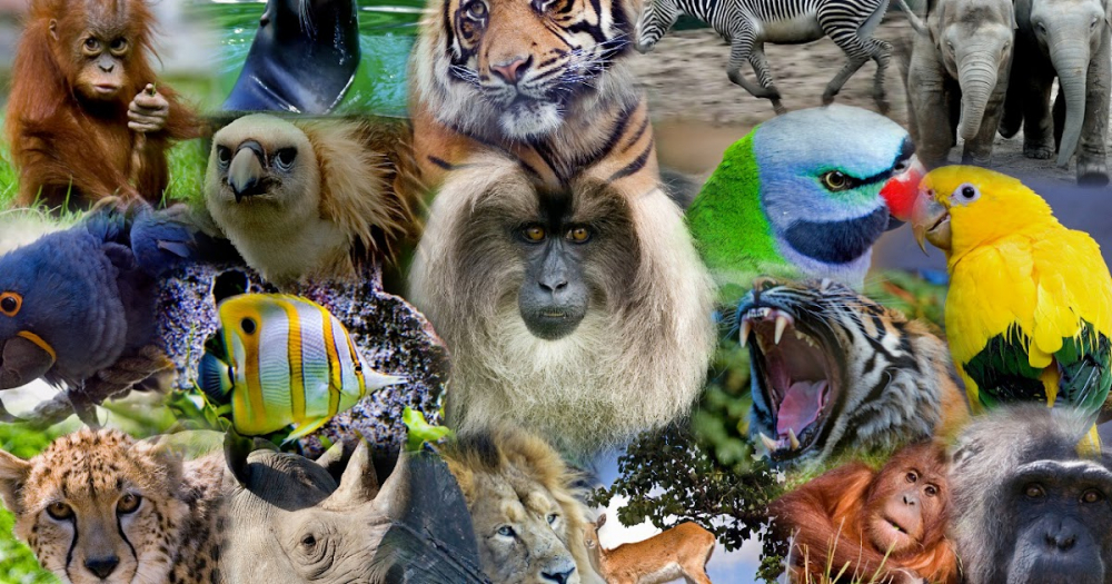 Наука о животных