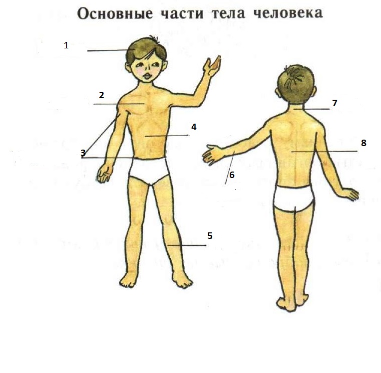 Основные части тела человека