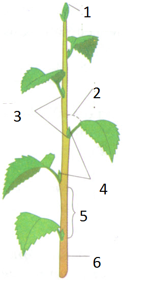 Стебель растения схема