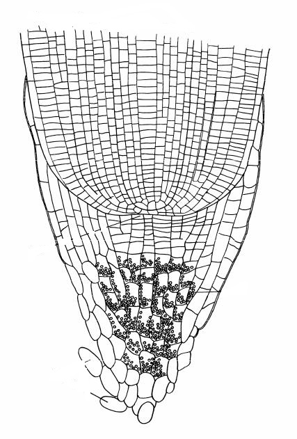 Боковая меристема рисунок