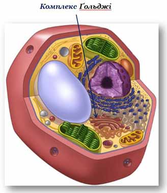 комплекс Гольджі