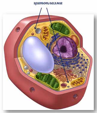 цитоплазма
